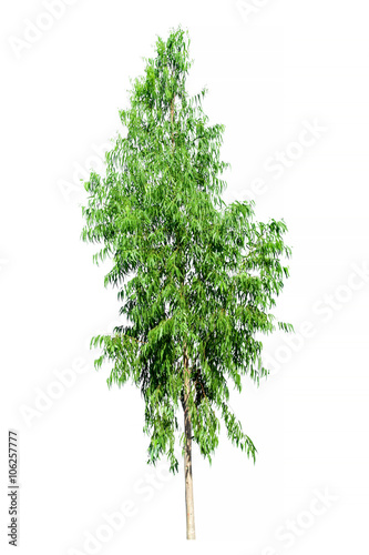 Eucalyptus Tree image  Tree object  Tree JPG isolated on white b