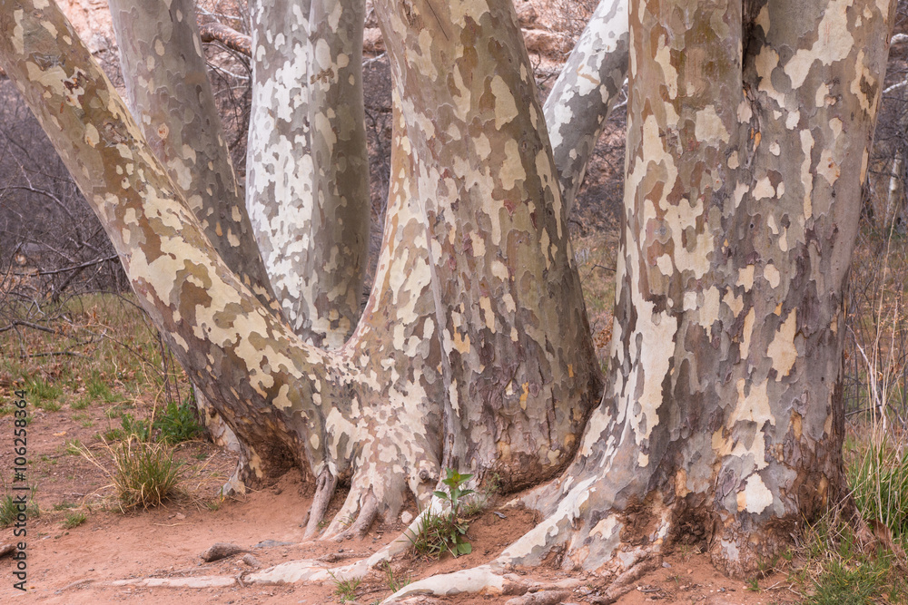 Spotted trunks of eucalyptus trees