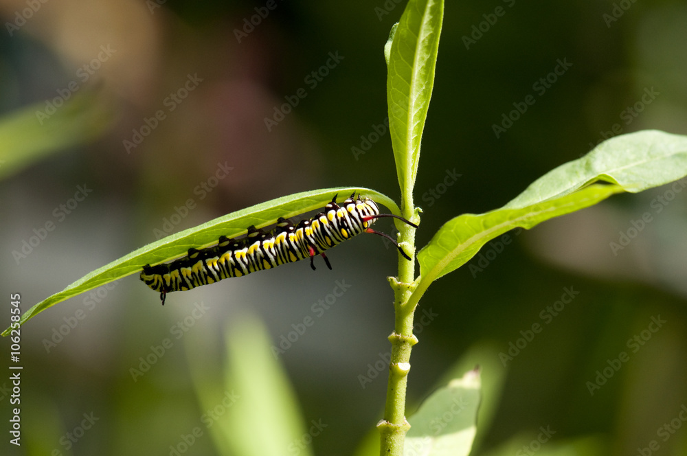 Caterpillar of plain tiger butterfly