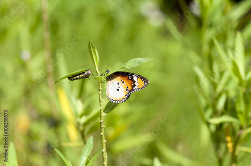 Plain tiger butterfly and caterpillar