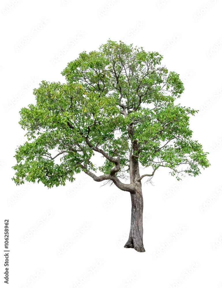Tree image, Tree object, Tree JPG isolated on white background Tree image, Tree object, Tree JPG isolated on white background