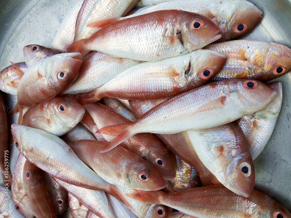 Red mullet fish
Red mullet fish