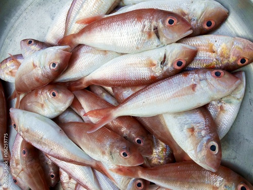 Red mullet fish 