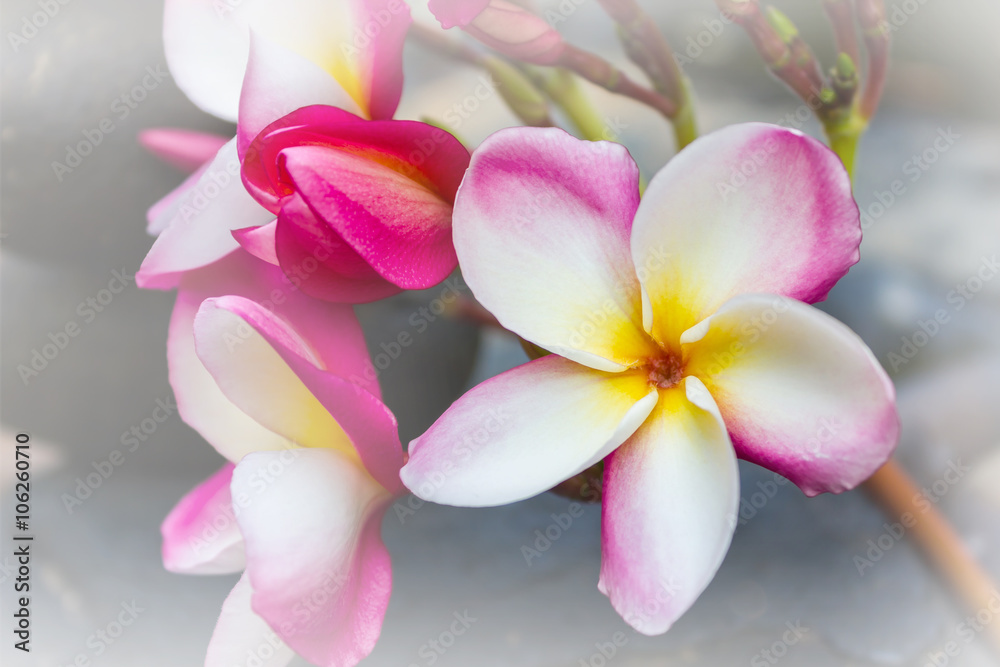 Beautiful flower plumeria or frangipani in soft mood with copy s