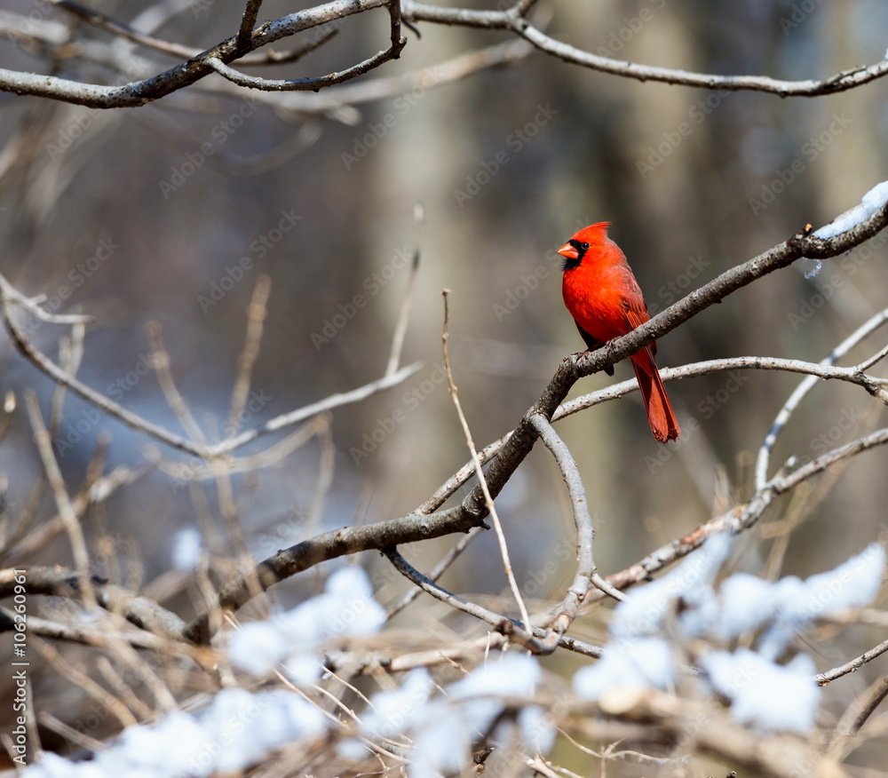 Red Cardinal deep in a forest in the Quebec winter. Red Cardinal deep in a forest in the Quebec winter.