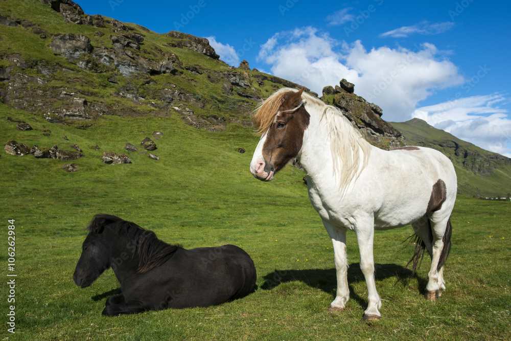 White with brown spots standing Icelandic horse and small black laying Icelandic horse on a nature background, Iceland