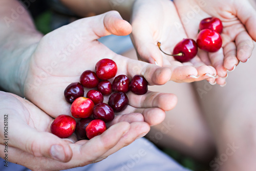 male and female hands hold juicy red cherries