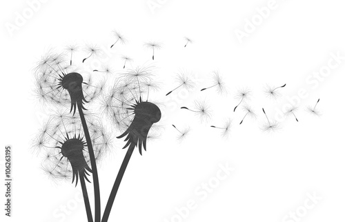 Fototapeta Naklejka Na Ścianę i Meble -  Flower of field dandelion. 