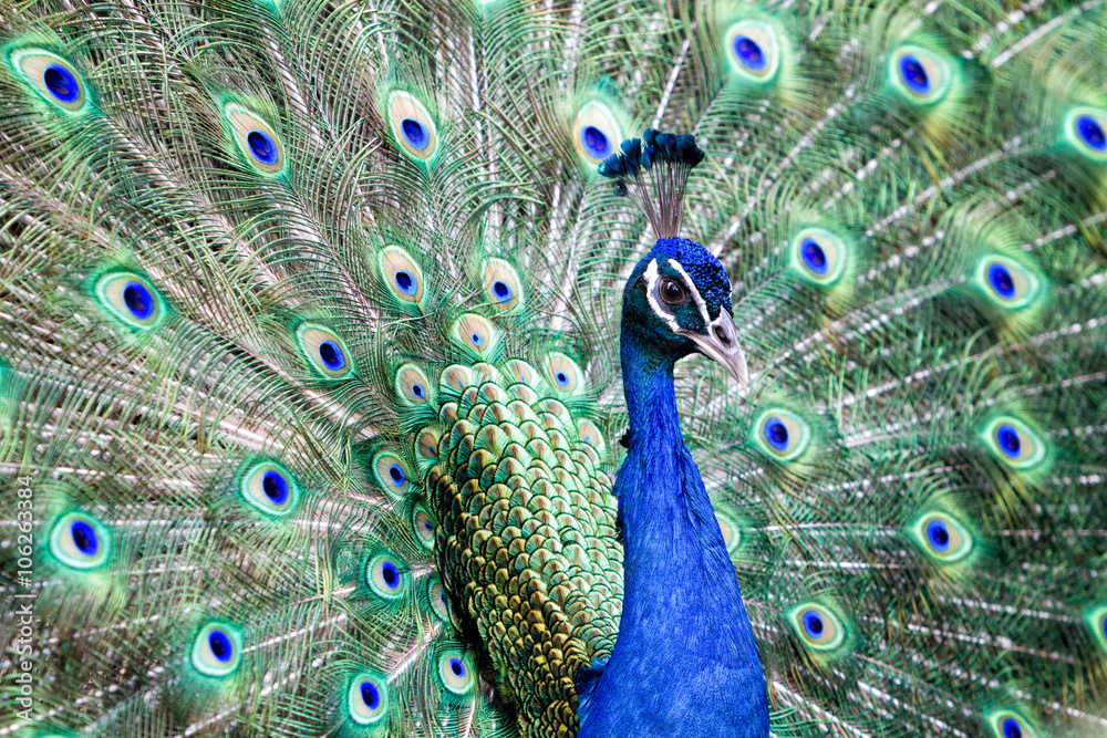 Fototapeta premium Beautiful peafowl in nature