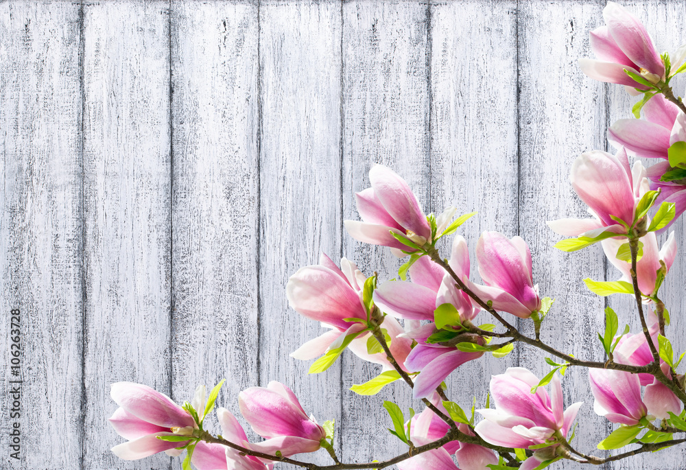 Fototapeta premium Magnolia flowers on background of shabby wooden planks