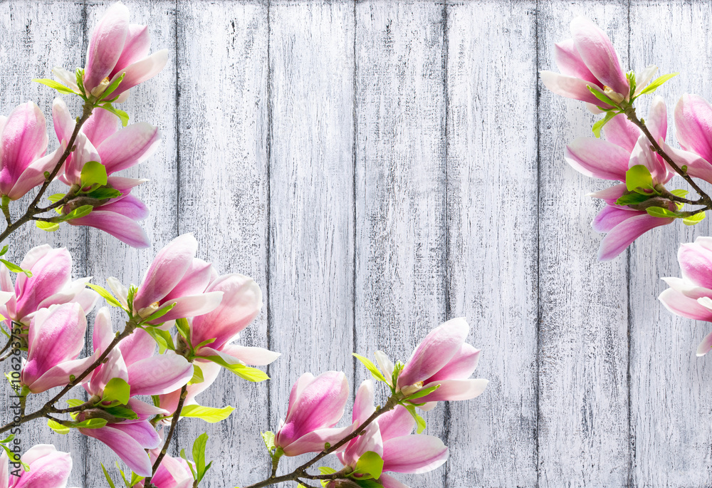 Fototapeta premium Magnolia flowers on background of shabby wooden planks