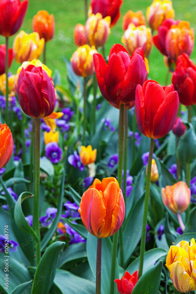 Colorful tulips in a garden