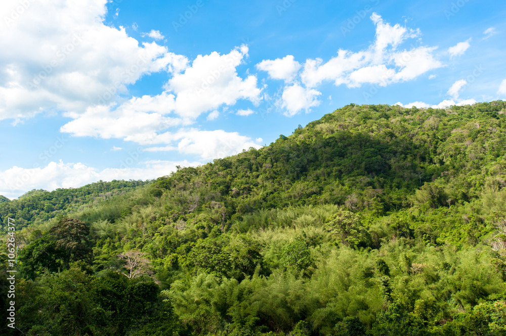 Hill Evergreen Forest,Khao Yai National Park Thailand