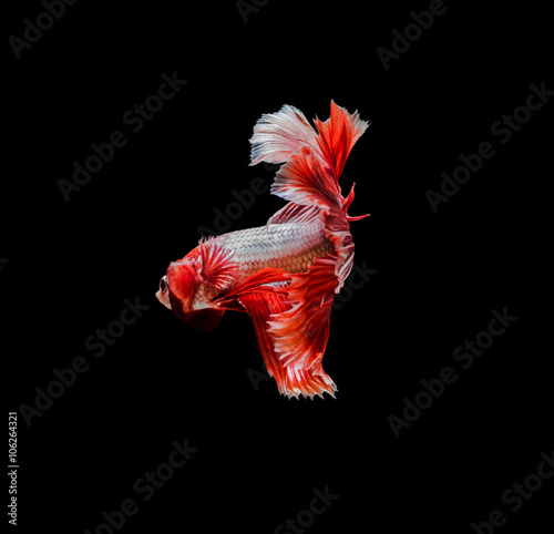 Capture the moving moment of red siamese fighting fish , betta