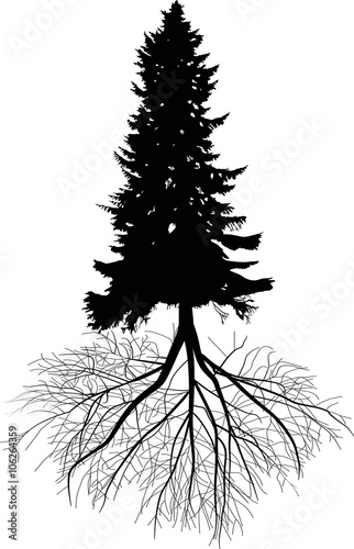 fir high tree with root black silhouette illustration