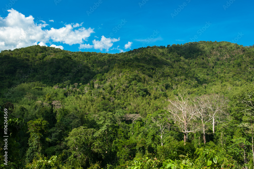 Hill Evergreen Forest,Khao Yai National Park Thailand