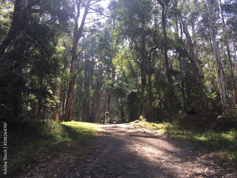 Fototapeta premium sunlit forest path
