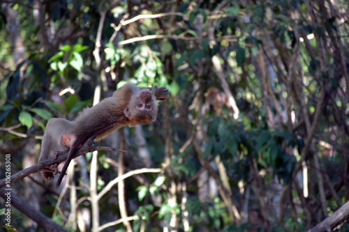 Monkey lying on the branch
