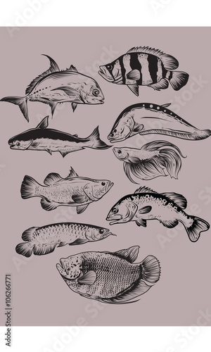 Wallpaper Mural fish drawing Torontodigital.ca
