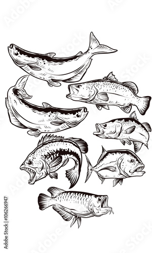 fish drawing