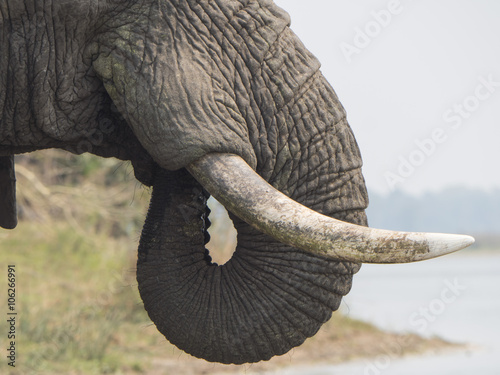 Elefante africano

