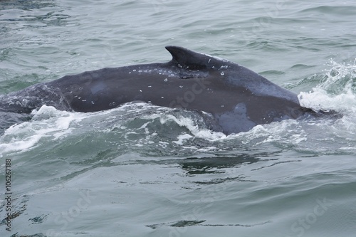 Wal im Atlantik bei Walvisbay © anni94