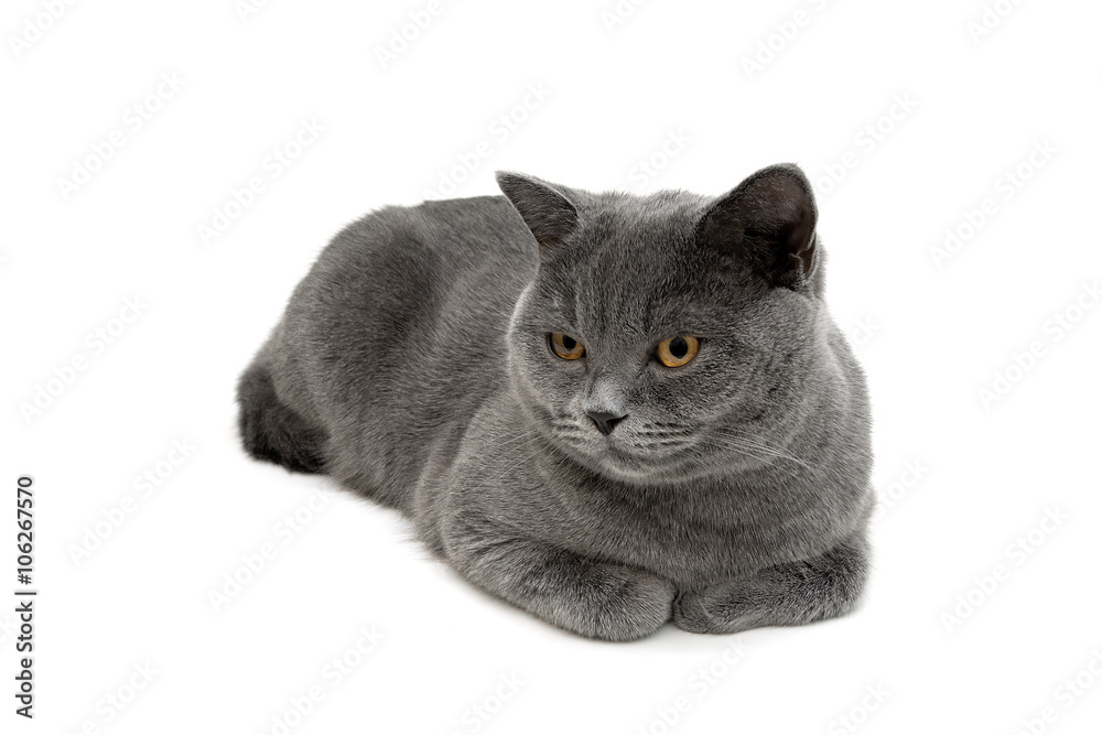 gray cat lying on a white background close-up.