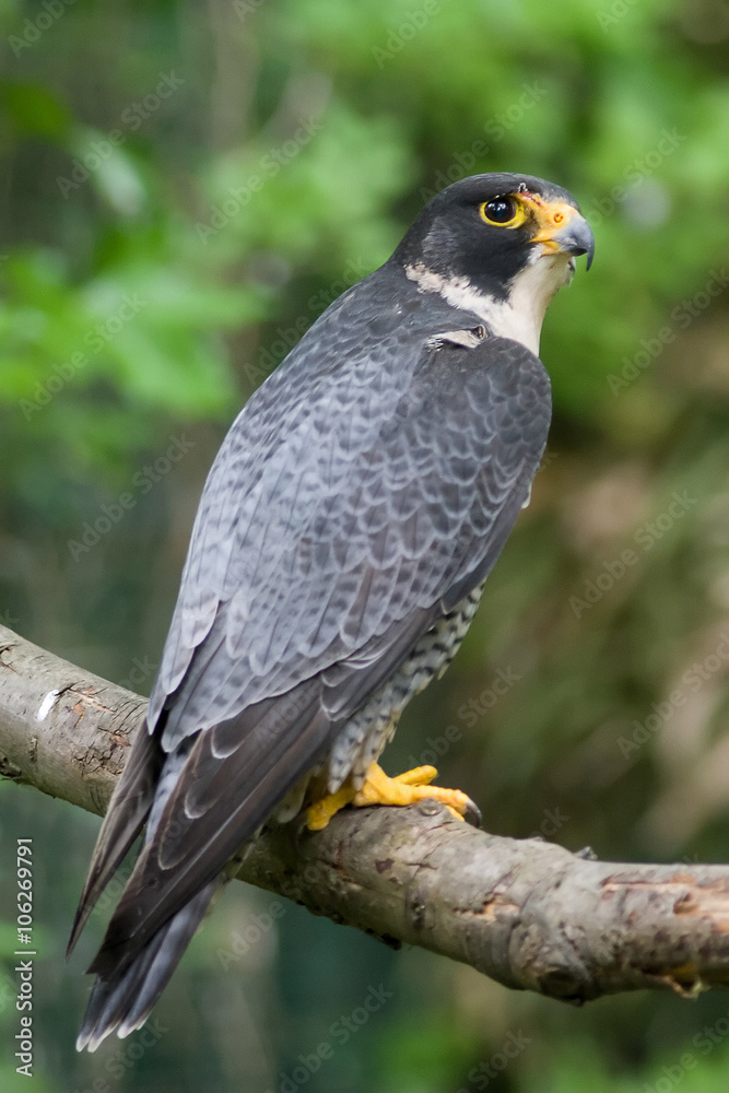 Peregrine Falcon (falco peregrinus) perched branch Peregrine Falcon (falco peregrinus) perched branch