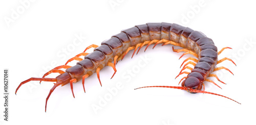 centipede on white background