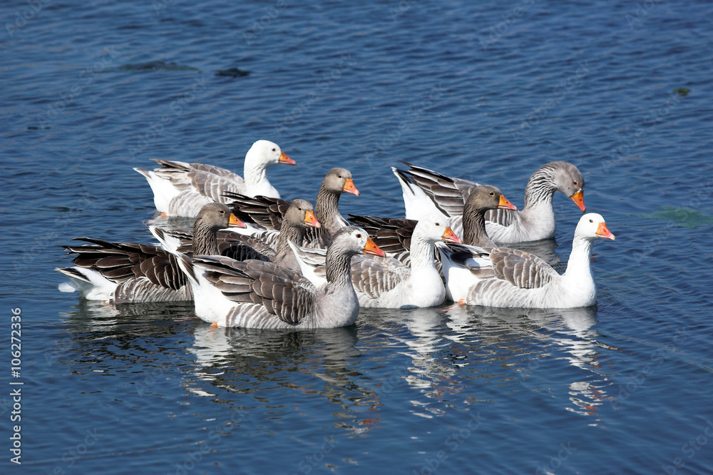 Fototapeta premium goose