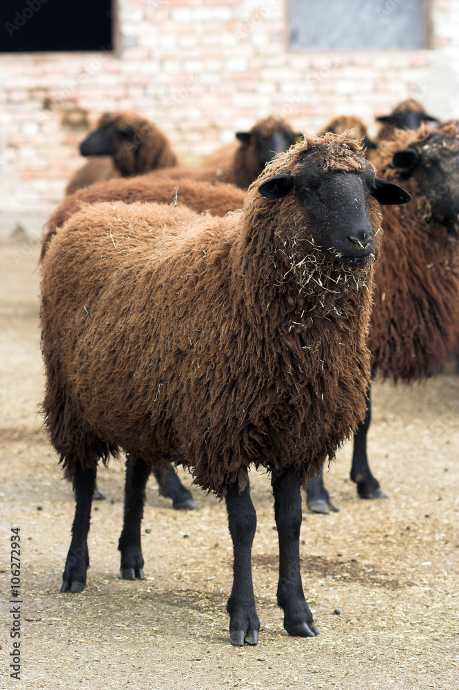 Obraz premium cooper-red sheep