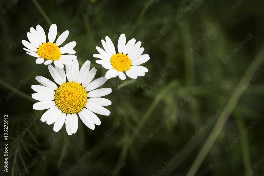 daisies