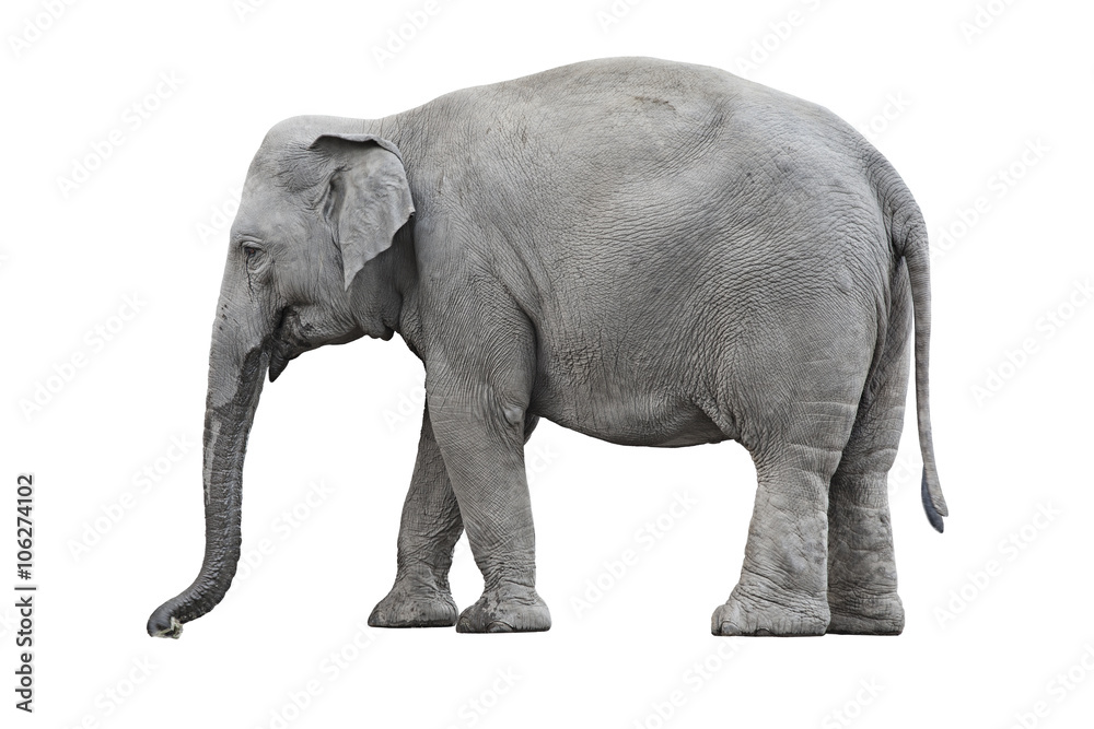 Elephant isolated on white