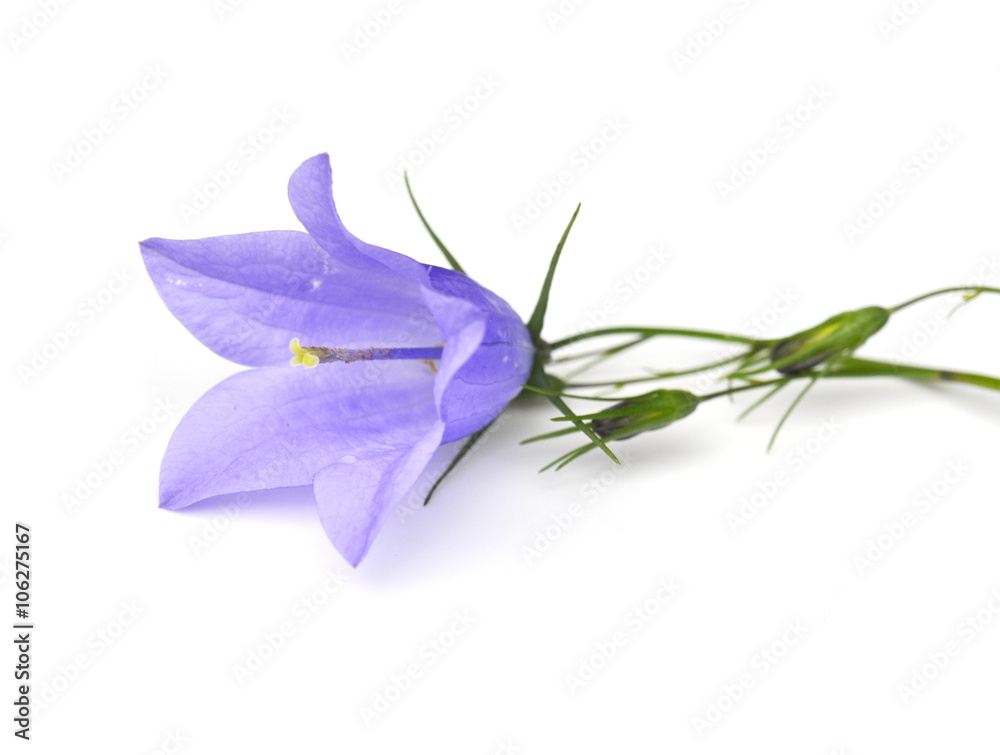 Bluebell flower on white background