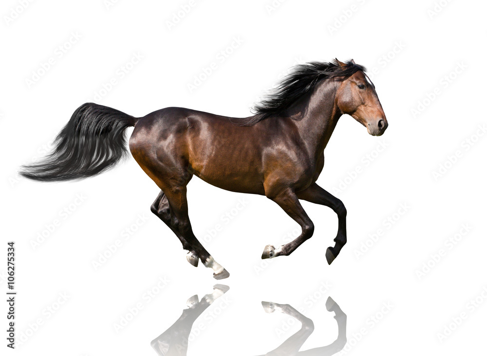 isolate of the brown horse galloping on the white background