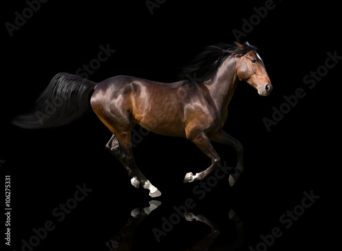isolate of the brown horse galloping on the black background