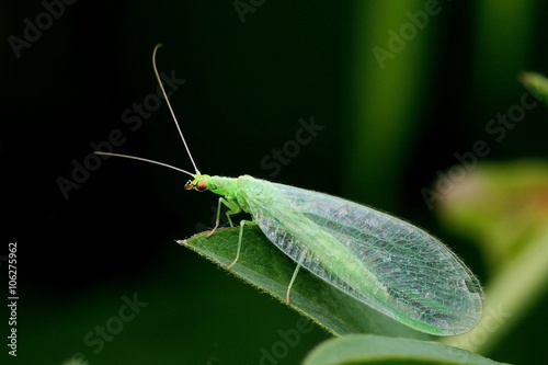 Biological pest control