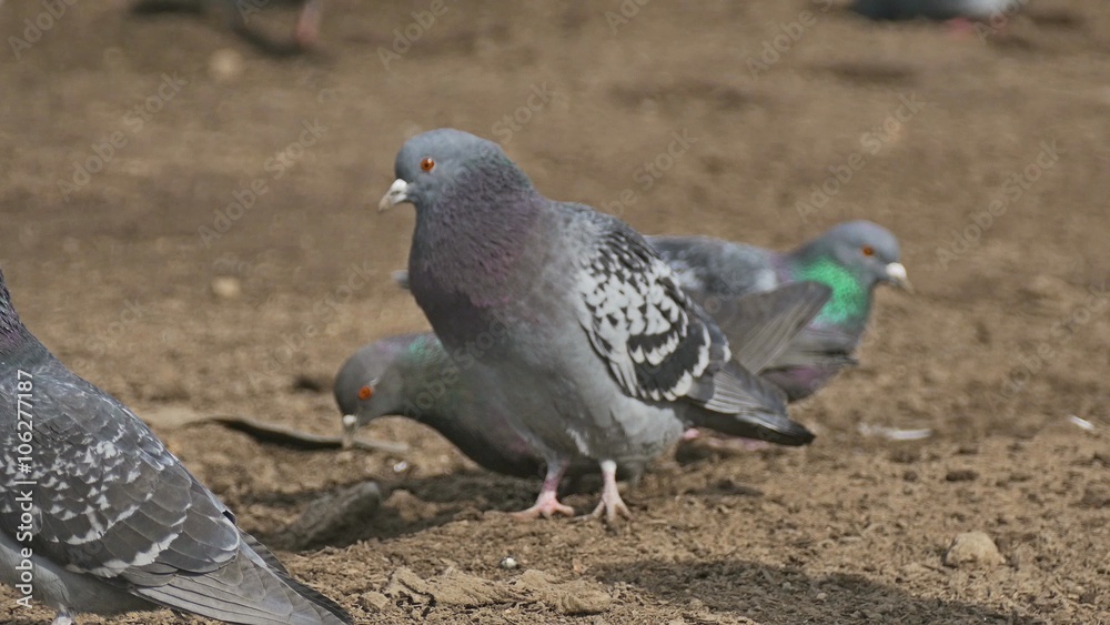 flock of pigeons sitting on the brown earth bird dove grain pecks flock of pigeons sitting on the brown earth bird dove grain pecks