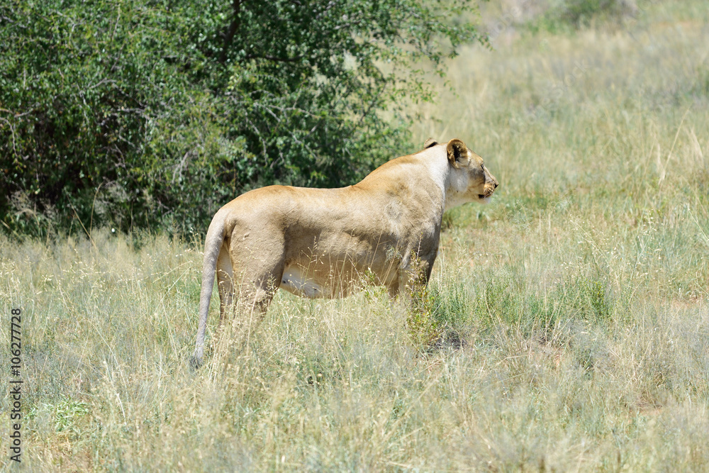 Obraz premium Lioness, Namibia, Africa