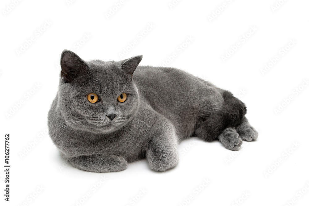 cat with yellow eyes lying on a white background cat with yellow eyes lying on a white background