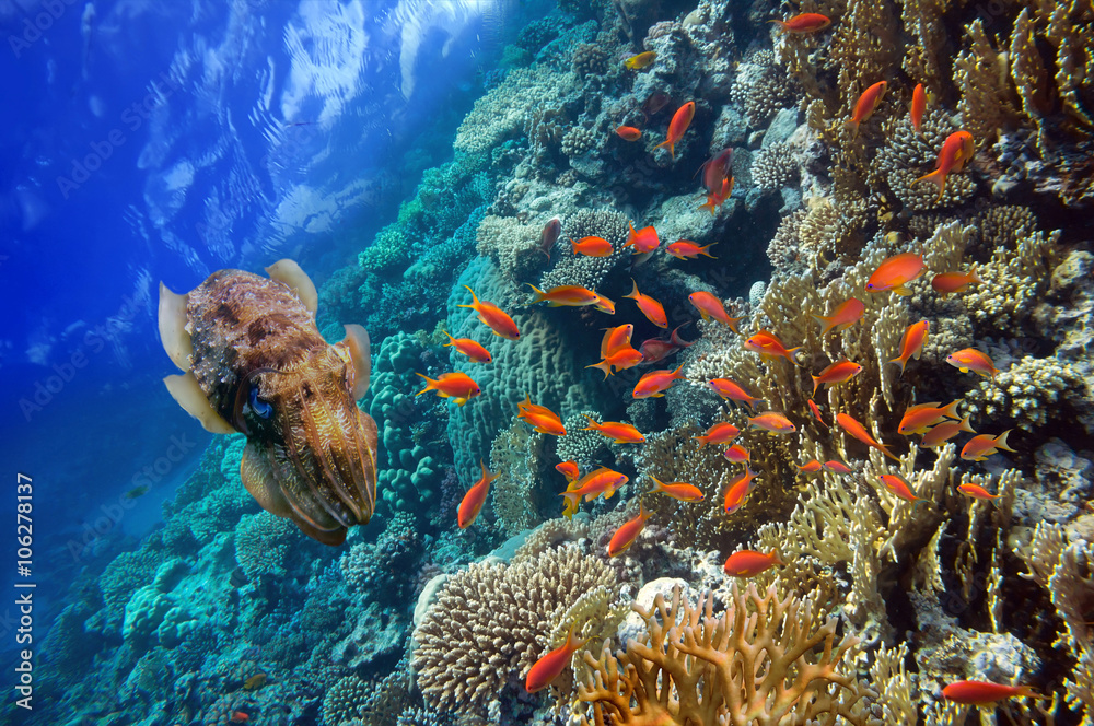Fototapeta Podwodne sceny, pokazując różne kolorowe ryby pływające