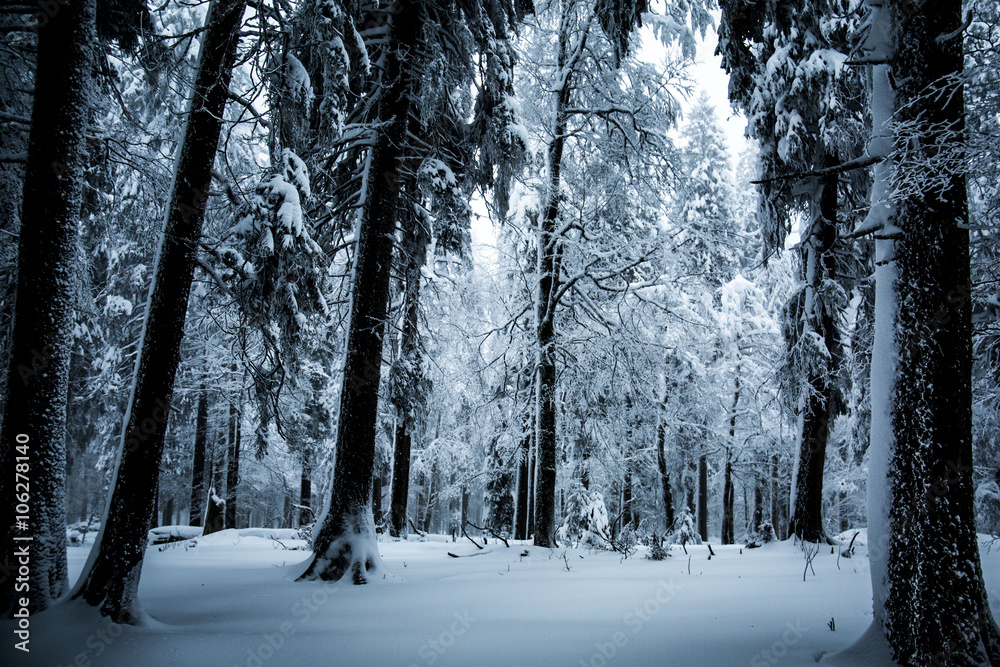Snow-clad trees in winter woods Snow-clad trees in winter woods