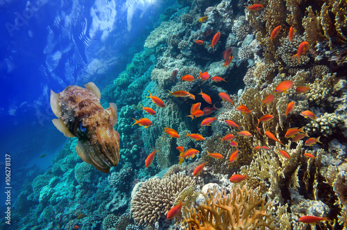 Underwater scene, showing d...