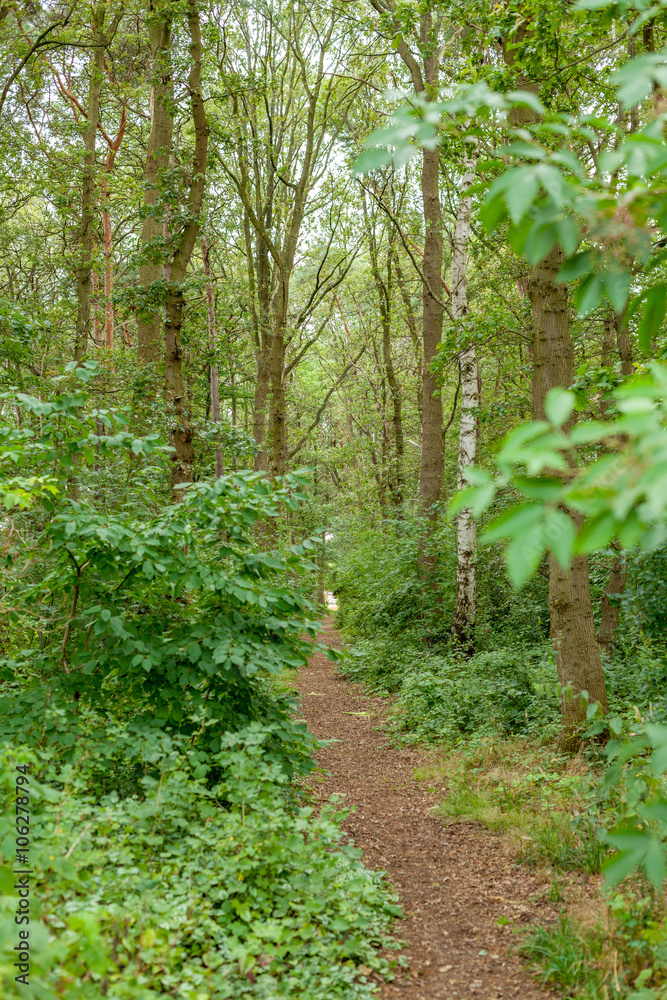 Wald Wald