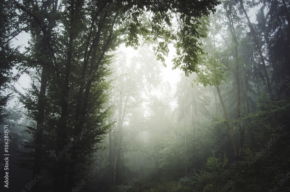 Obraz premium misty forest background
