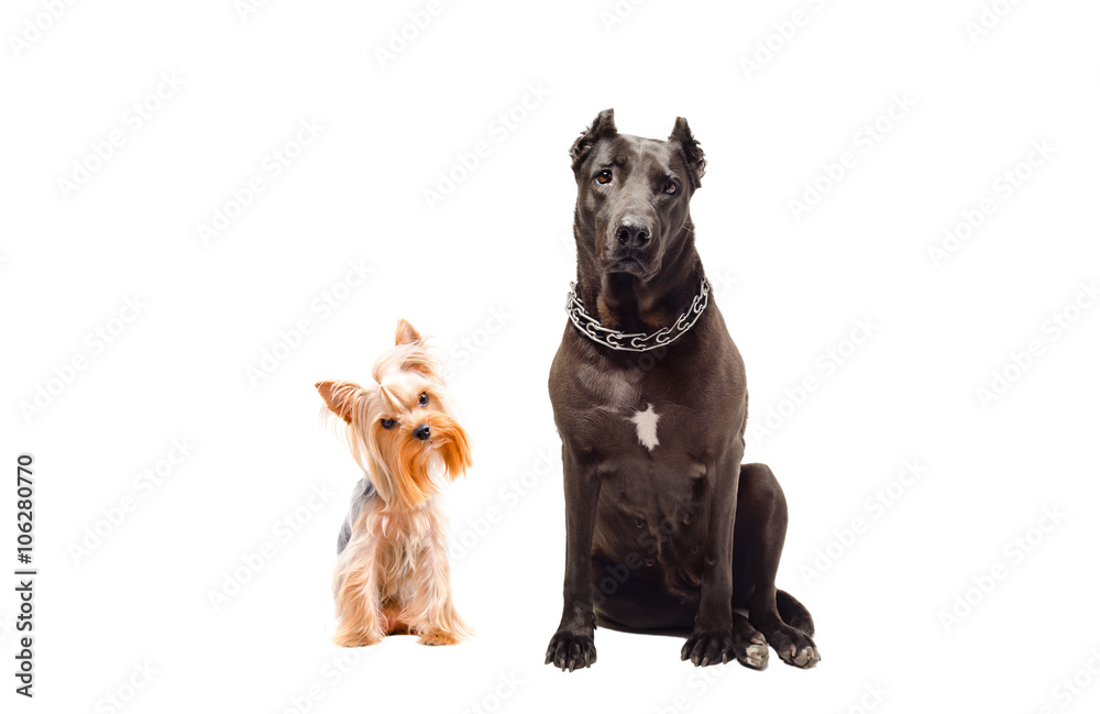 Obraz premium Staffordshire Terrier and Yorkshire terrier sitting together