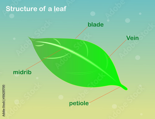structure of a leaf 