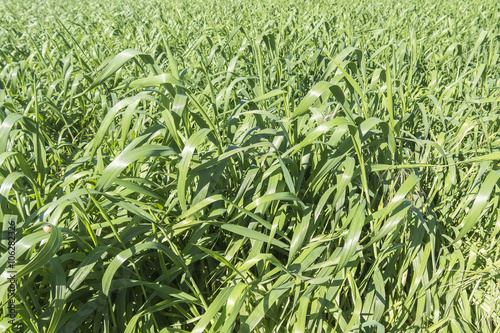 Harvesting unripe oats