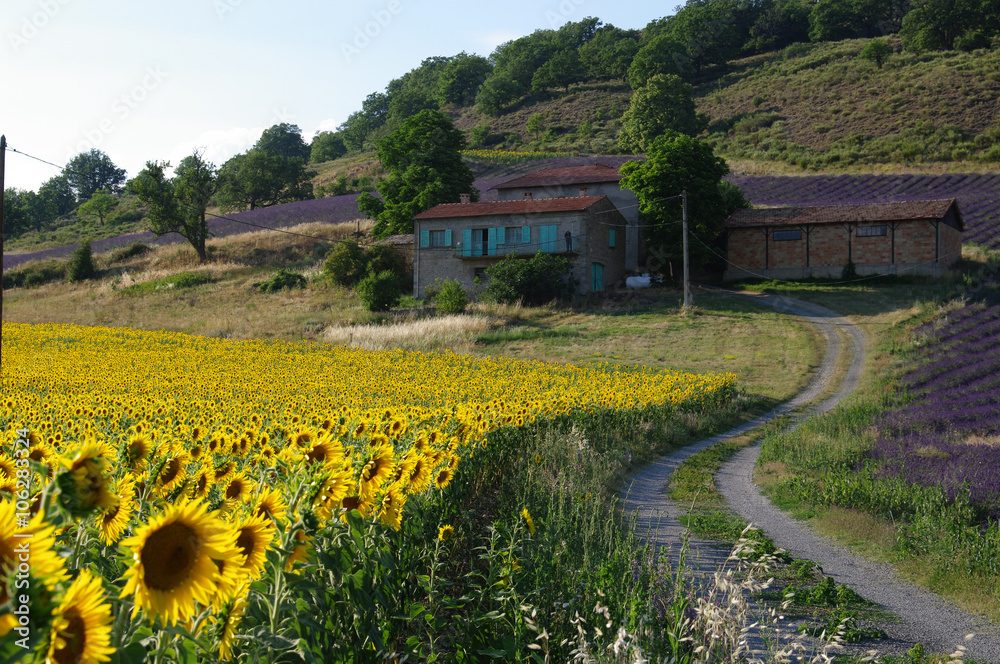 F, Alpes-de-Haute-Provence, le Castellan, einsamer Bauernhof mit Sonnenblumenfeld, leuchtende, strahlend gelbe Sonnenblumen in Sonnenlicht 