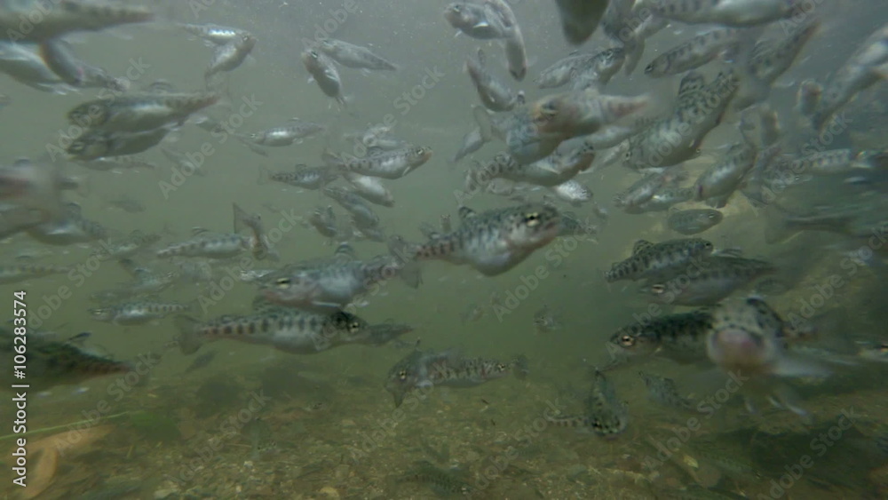 Experience the mesmerizing sight of trout feeding in our sustainable trout farm,a must see for nature enthusiasts and food lovers alike. Experience the mesmerizing sight of trout feeding in our sustainable trout farm,a must see for nature enthusiasts and food lovers alike.